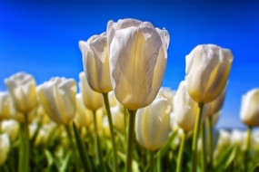 蓝色天空下的白色郁金香图片